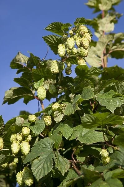 Hops - growing wild in a hedgerow - Wiltshire - England - UK