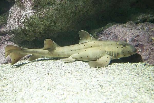 Horn shark Heterodontus francisci Oceanopolis Brest Brittany France