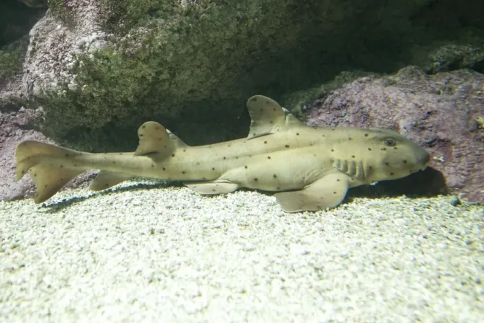 Framed Print : Horn shark Heterodontus francisci Oceanopolis Brest Brittany France Framed Print : Horn shark Heterodontus francisci Oceanopolis Brest Brittany France