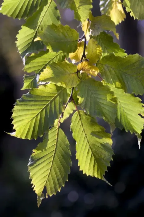 Framed Print : Hornbeam - leaves Framed Print : Hornbeam - leaves