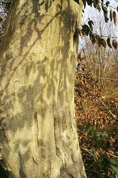 Hornbeam Tree SG 9737 Bark © ARDEA LONDON