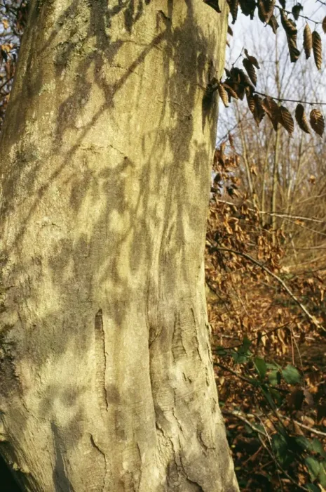 Framed Print : Hornbeam Tree SG 9737 Bark © ARDEA LONDON Framed Print : Hornbeam Tree SG 9737 Bark © ARDEA LONDON
