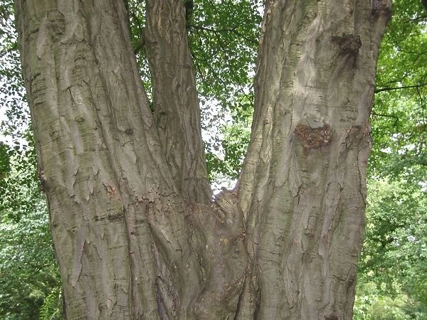 Hornbeam Tree trunk. Close-up of bark. Kew Gardens, UK