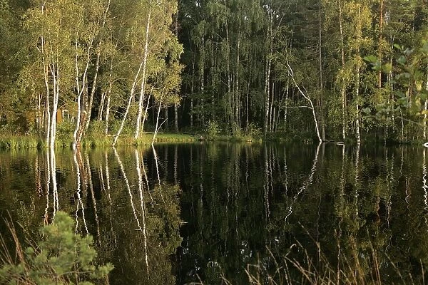 Hornbeam Trees - around water at sunset. Nigula National Park - Estonia