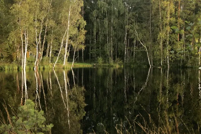 Framed Print : Hornbeam Trees - around water at sunset. Nigula National Park - Estonia Framed Print : Hornbeam Trees - around water at sunset. Nigula National Park - Estonia
