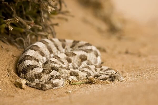 Horned Adder Coiled up at the foot of an ink bush Namib Desert, Namibia, Africa