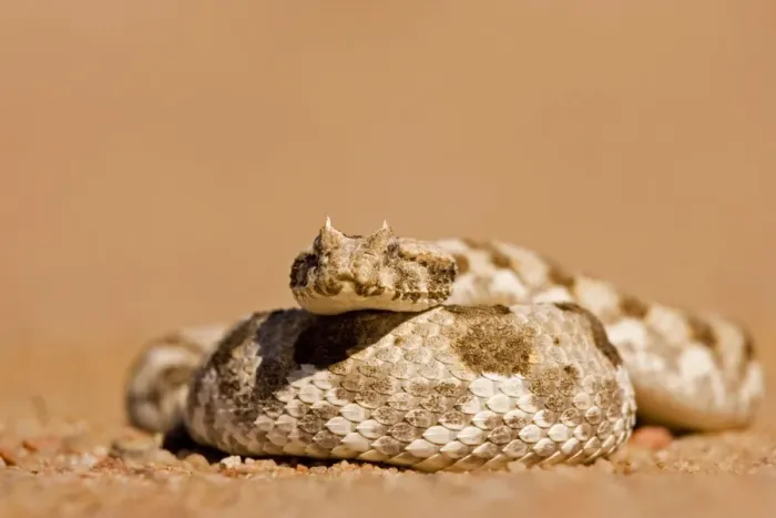 Framed Print : Horned Adder In a defensive coil Namib Desert, Namibia, Africa Framed Print : Horned Adder In a defensive coil Namib Desert, Namibia, Africa