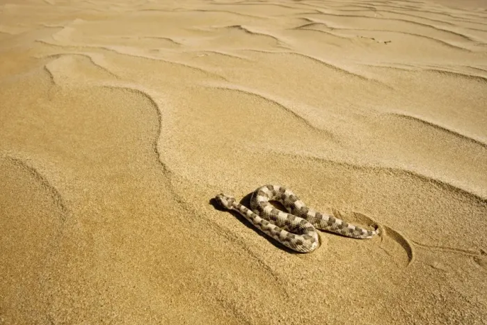 Framed Print : Horned Adder - Moving across the desert sands - adopting a side winding motion - Dunes - Namib Desert - Namibia - Africa Framed Print : Horned Adder - Moving across the desert sands - adopting a side winding motion - Dunes - Namib Desert - Namibia - Africa