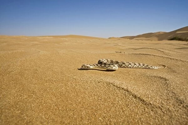Horned Adder - Wide Angle shot depicting the adder in its desert environment - Full body - Dunes - Namib Desert - Namibia - Africa