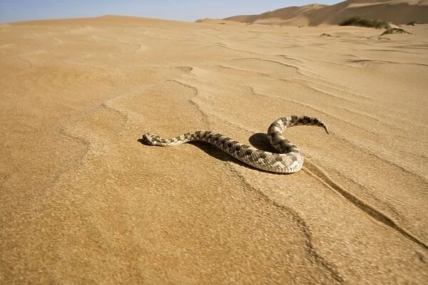 Horned Adder - Wide Angle shot depicting the adder in its desert environment - In motion - Dunes - Namib Desert - Namibia - Africa