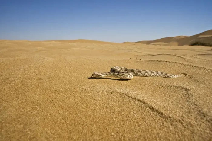 Framed Print : Horned Adder - Wide Angle shot depicting the adder in its desert environment - Full body - Dunes - Namib Desert - Namibia - Africa Framed Print : Horned Adder - Wide Angle shot depicting the adder in its desert environment - Full body - Dunes - Namib Desert - Namibia - Africa
