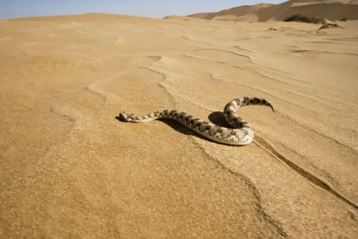 Framed Print : Horned Adder - Wide Angle shot depicting the adder in its desert environment - In motion - Dunes - Namib Desert - Namibia - Africa Framed Print : Horned Adder - Wide Angle shot depicting the adder in its desert environment - In motion - Dunes - Namib Desert - Namibia - Africa