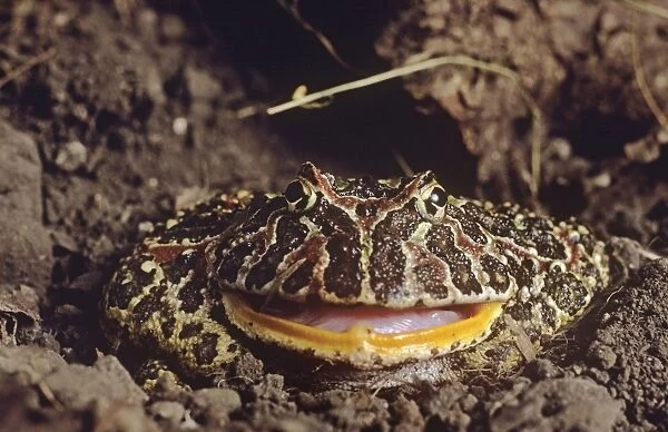 Horned Frog. South America