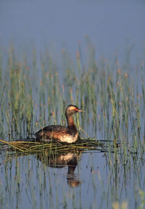 Framed Print : Horned Grebe Framed Print : Horned Grebe