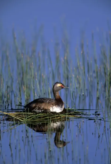 Framed Print : Horned Grebe - Alberta - Canada