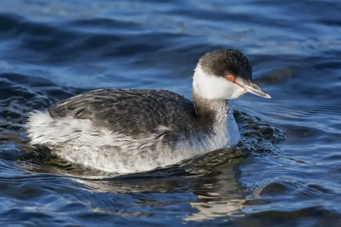 Framed Print : Horned Grebe - Winter plumage. February - RI - USA Framed Print : Horned Grebe - Winter plumage. February - RI - USA