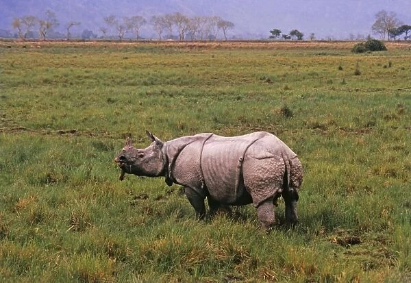 One horned  /  Indian Rhinoceros feeding, Kaziranga National Park, India