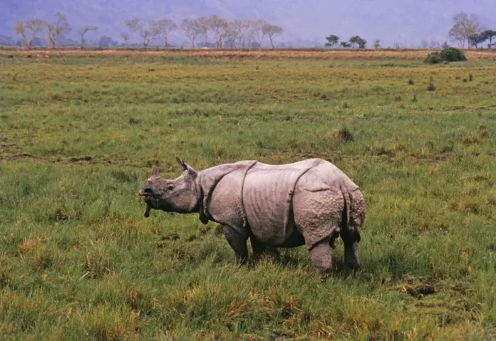 Framed Print : One horned / Indian Rhinoceros feeding, Kaziranga National Park, India Framed Print : One horned / Indian Rhinoceros feeding, Kaziranga National Park, India