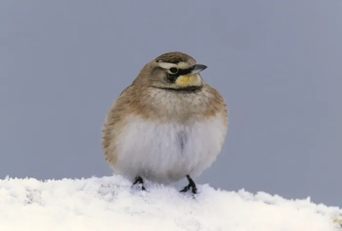 Framed Print : Horned Lark Framed Print : Horned Lark