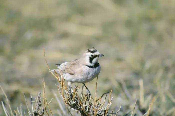 Framed Print : Horned Lark Framed Print : Horned Lark