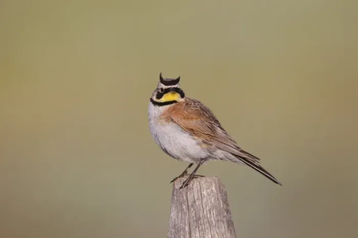 Framed Print : Horned Lark - adult in breeding plumage - July - Wyoming - USA