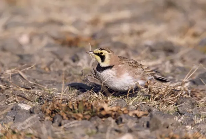 Framed Print : Horned Lark - on ground Hammonasset State Park, Connecticut, USA Framed Print : Horned Lark - on ground Hammonasset State Park, Connecticut, USA