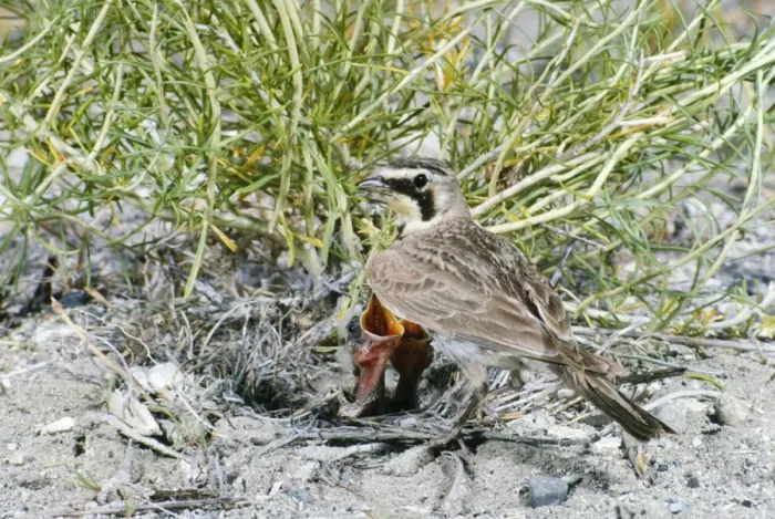 Framed Print : Horned Lark - at nest with young Framed Print : Horned Lark - at nest with young