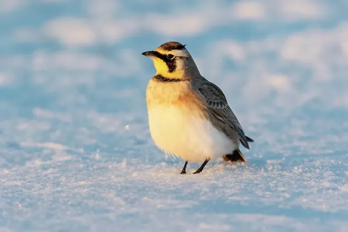 Framed Print : Horned lark in snow, Marion County, Illinois. Date: 26-02-2021 Framed Print : Horned lark in snow, Marion County, Illinois. Date: 26-02-2021