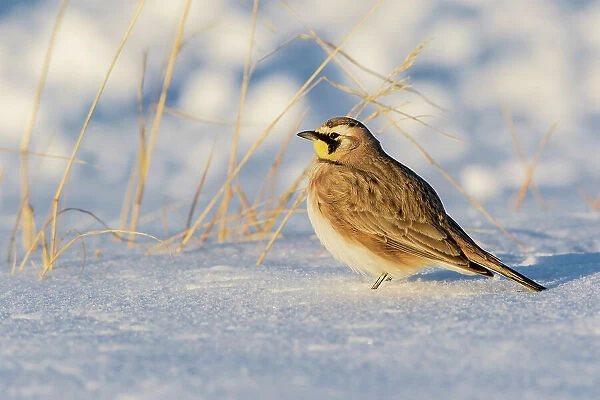 Horned lark in snow, Marion County, Illinois. Date: 26-02-2021