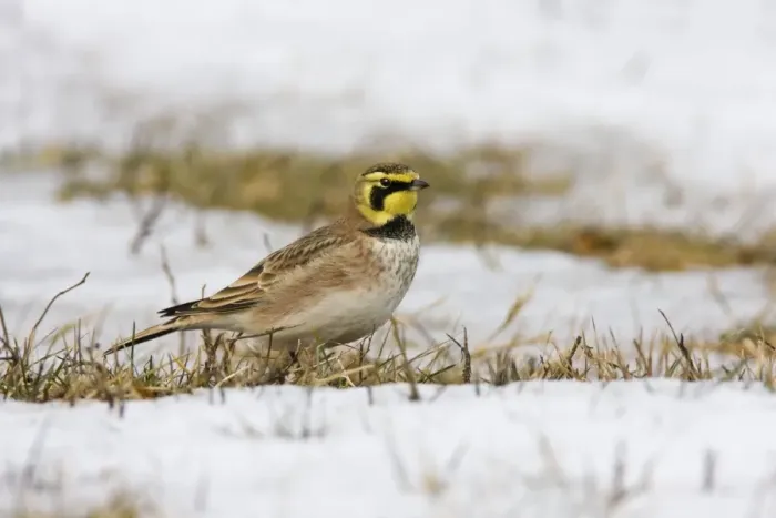 Framed Print : Horned Lark - in winter. December in CT, USA Framed Print : Horned Lark - in winter. December in CT, USA