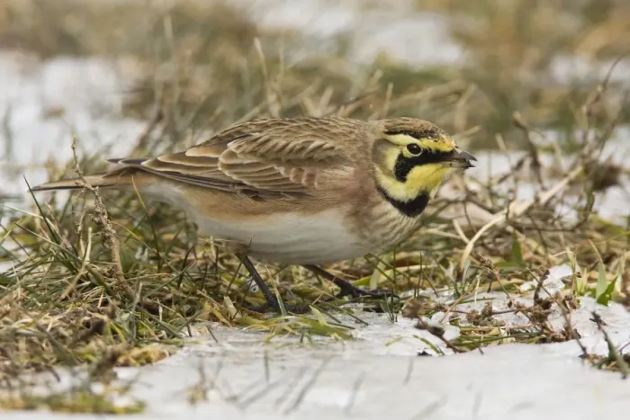 Framed Print : Horned Lark - in winter. December in CT, USA Framed Print : Horned Lark - in winter. December in CT, USA