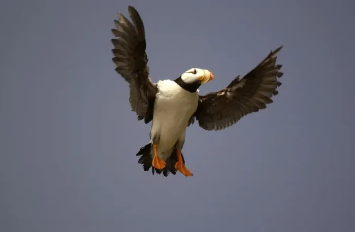 Framed Print : Horned Puffin In flight Framed Print : Horned Puffin In flight