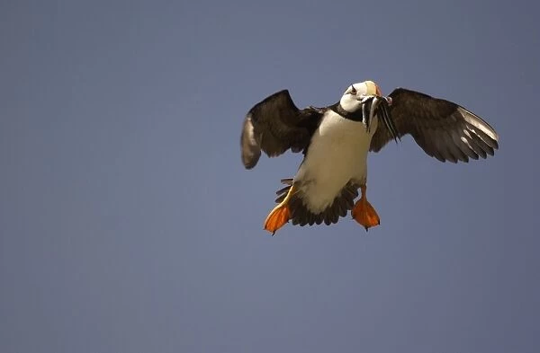 Horned Puffin In flight with food in beak