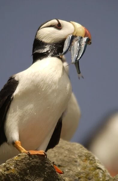 Horned Puffin With food in beak