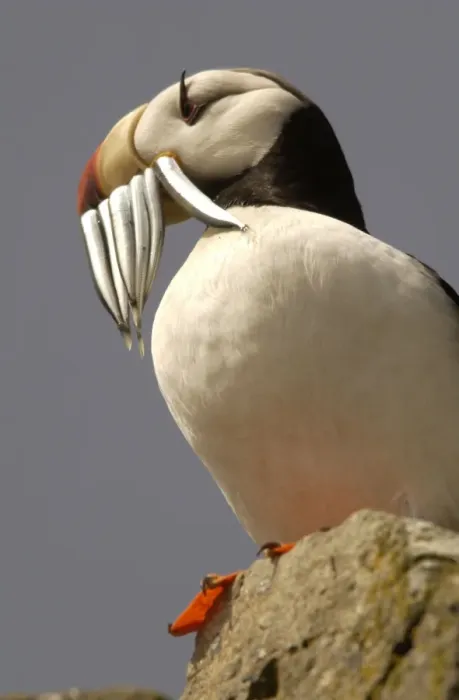 Framed Print : Horned Puffin With food in beak Framed Print : Horned Puffin With food in beak