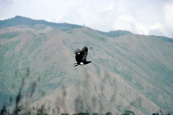 Horned Screamer - in flight - Lake Sono - Columbia