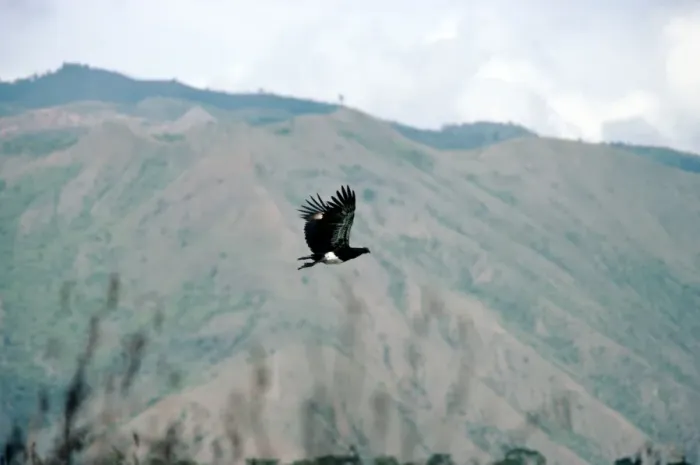 Framed Print : Horned Screamer - in flight - Lake Sono - Columbia Framed Print : Horned Screamer - in flight - Lake Sono - Columbia