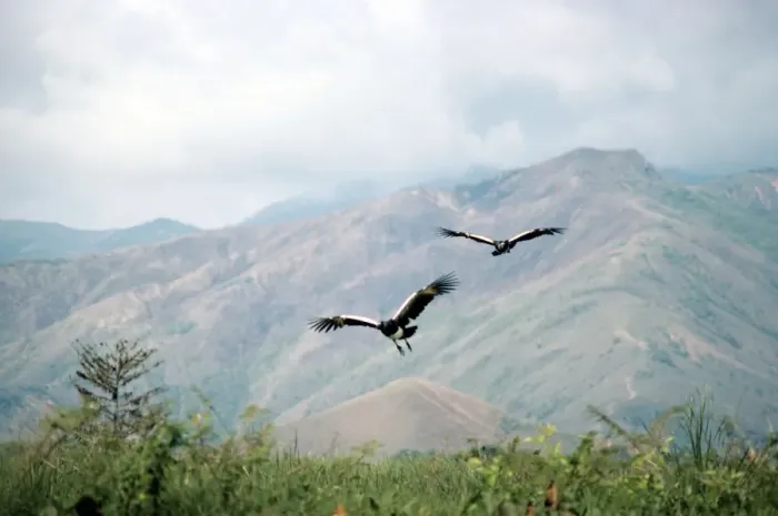 Framed Print : Horned Screamer - pair in flight Framed Print : Horned Screamer - pair in flight