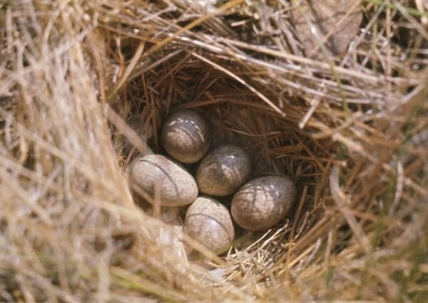 Horned  /  Shore Lark - eggs in nest