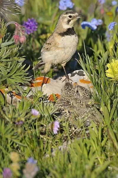 Horned  /  Shore Lark - female at nest - Western U. S. - Summer _D3C9325
