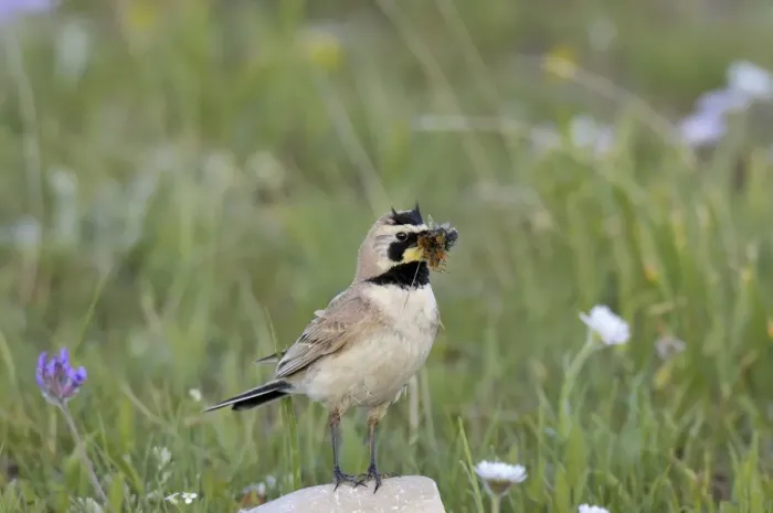 Framed Print : Horned / Shore Lark - with food in mouth - Western U. S. - Summer _D3C8022 Framed Print : Horned / Shore Lark - with food in mouth - Western U. S. - Summer _D3C8022
