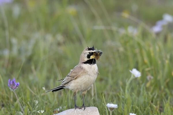 Horned  /  Shore Lark - with food in mouth - Western U. S. - Summer _D3C8022