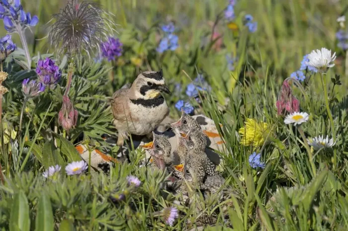 Framed Print : Horned / Shore Lark - male feeding young at nest - Western U. S. - Summer _D3C9523 Framed Print : Horned / Shore Lark - male feeding young at nest - Western U. S. - Summer _D3C9523