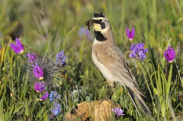 Framed Print : Horned / Shore Lark - male with food in mouth - Western U. S. - Summer _D3C9362 Framed Print : Horned / Shore Lark - male with food in mouth - Western U. S. - Summer _D3C9362