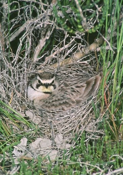 Horned  /  Shore Lark - at nest - May - Bear River Migratory Bird Refuge - Utah - USA