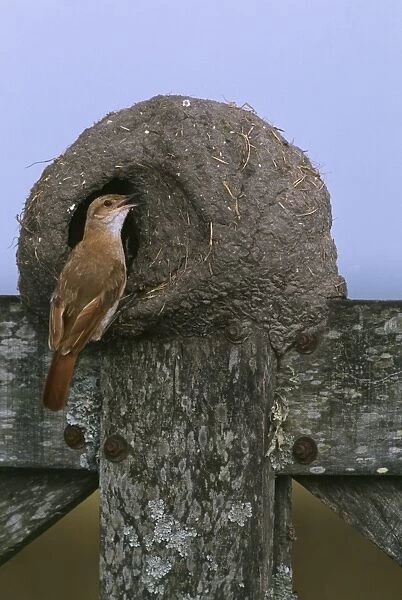 Hornero  /  Ovenbird - feeding chicks at nest