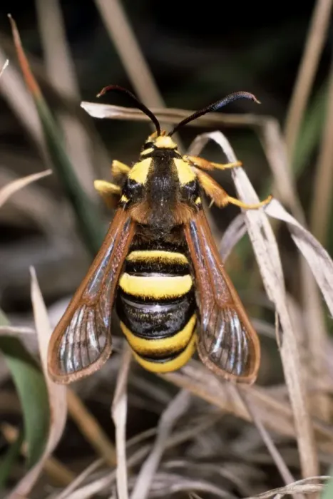 Framed Print : Hornet Clearwing Moth Framed Print : Hornet Clearwing Moth