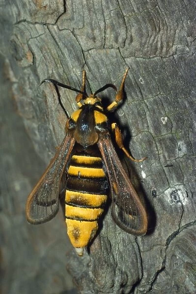 Hornet Clearwing Moth - mimicry