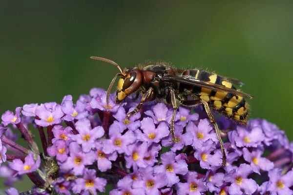 Hornet - feeding on Buddliea blossom in garden, Lower Saxony, Germany