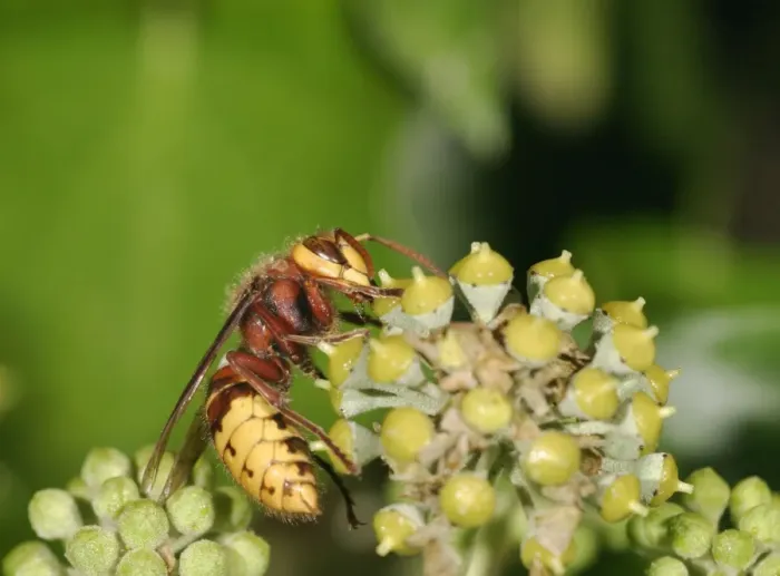 Framed Print : Hornet Feeding on ivy Bedfordshire UK